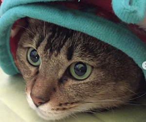 第1話 病院の猫がリンパ腫になりました はとりの動物病院 千葉県木更津市
