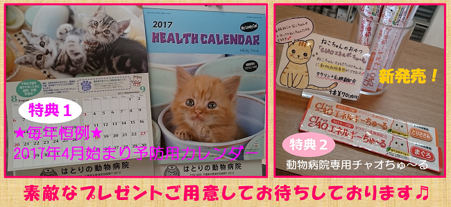 猫ちゃん向け、予防キャンペーンのご案内♬│【はとりの動物病院】千葉