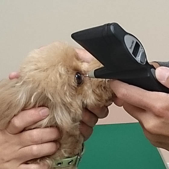 眼科