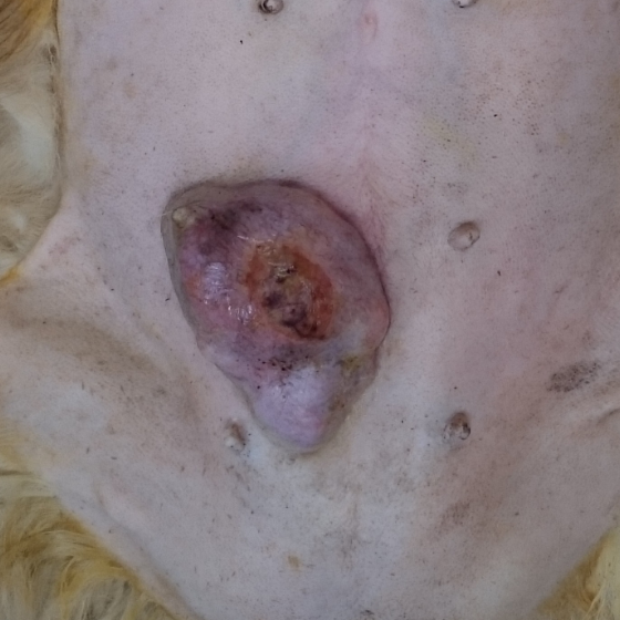 腫瘍科